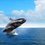 Miches : Private Whale Watching Samana bay - An Authentic Look at the Samana Bay Whale-Watching Tour