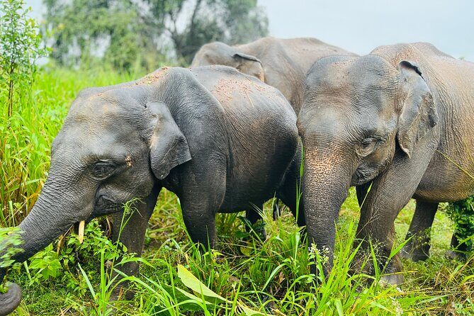 Minneriya And Kaudulla National Park Safari- From Sigiriya - FAQ