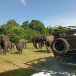 Minneriya: Elephant Safari at Minneriya Park - Hotel Pickup - Authentic Insights from Reviewers