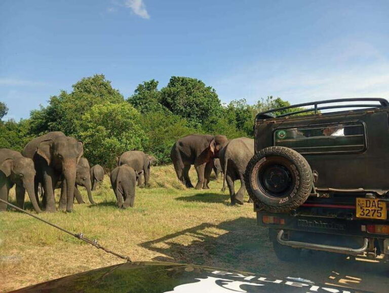 Minneriya: Elephant Safari at Minneriya Park - Hotel Pickup - Authentic Insights from Reviewers