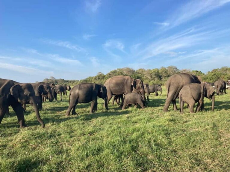 Minneriya Elephant Safari & Polonnaruwa Ancient Place Tours - Exploring Polonnaruwa: A Gateway to Sri Lanka’s Past