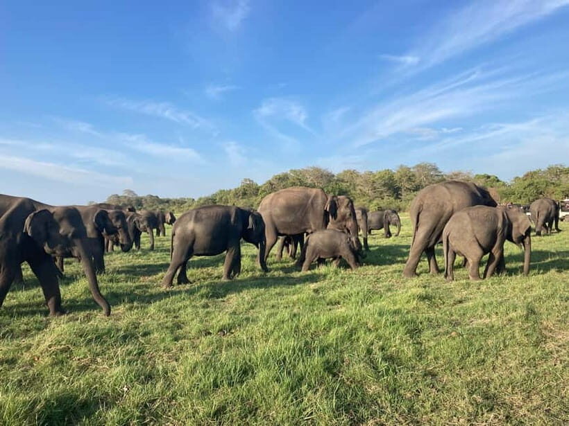 Minneriya Elephant Safari & Polonnaruwa Ancient Place Tours - Exploring Polonnaruwa: A Gateway to Sri Lanka’s Past