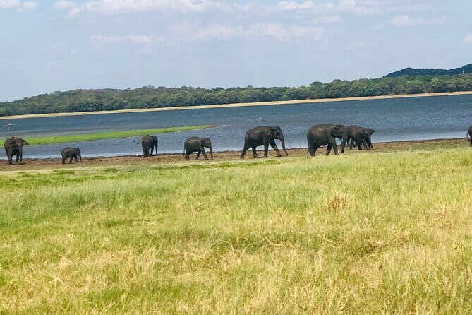 Minneriya half day tour - Final Thoughts: Why Choose This Tour?