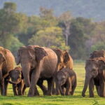 Minneriya/Kaudulla or Hurulu Eco Park Jeep Safari including Entrance Fee - Final Thoughts: Is It Worth It?