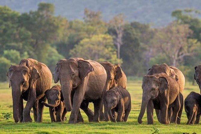 Minneriya/Kaudulla or Hurulu Eco Park Jeep Safari including Entrance Fee - Final Thoughts: Is It Worth It?