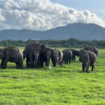 Minneriya: Minneriya National Park Private Jeep Safari - Who Will Love This Safari?