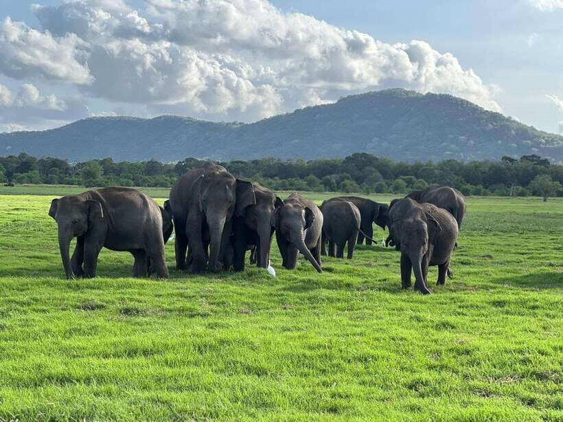Minneriya: Minneriya National Park Private Jeep Safari - Who Will Love This Tour?