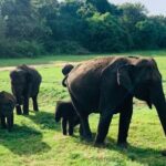 Minneriya National Park Elephant Safari - A Detailed Look at the Itinerary