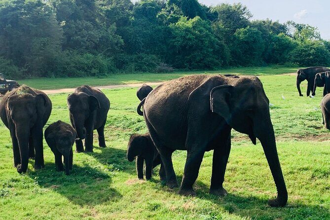 Minneriya National Park Elephant Safari - A Detailed Look at the Itinerary