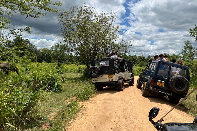 Minneriya National Park Elephant Safari Tour - Authentic Encounters & Expert Guidance