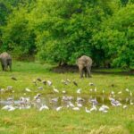 Minneriya National Park: Elephant Safari With Expert Guide - Value and Price Analysis