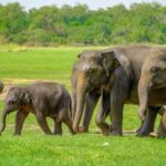 Minneriya National Park: Elephant Safari With Expert Guide - The Itinerary in Detail