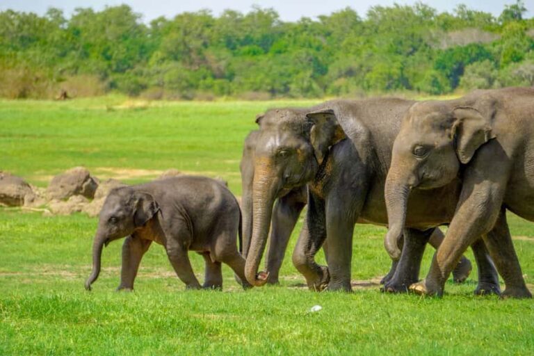 Minneriya National Park: Elephant Safari With Expert Guide - The Itinerary in Detail
