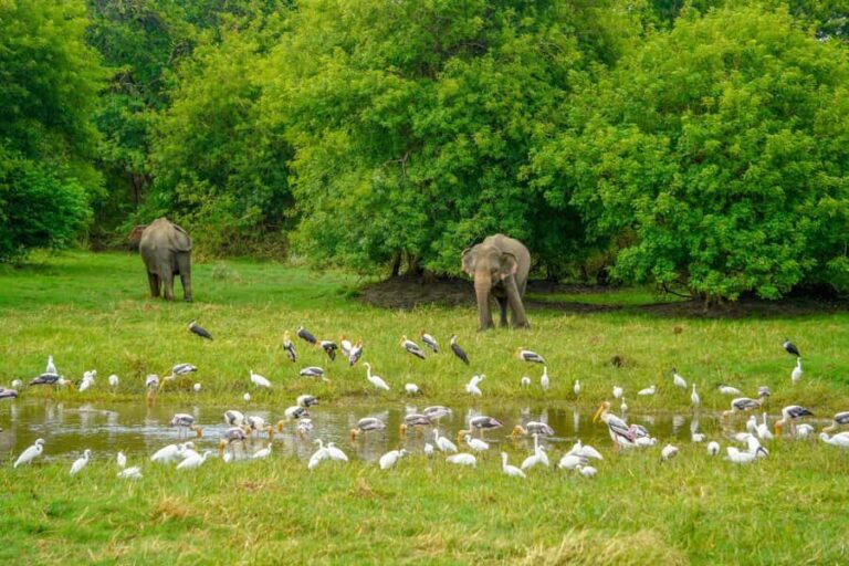 Minneriya National Park: Elephant Safari With Expert Guide - Value and Price Analysis