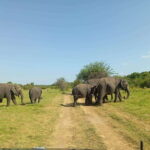 Minneriya National Park: Half-Day Safari Morning or Evening - The Itinerary in Detail