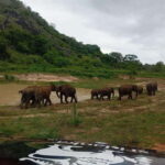 Minneriya National Park: Half-Day Safari Morning or Evening - Practical Details and Tips