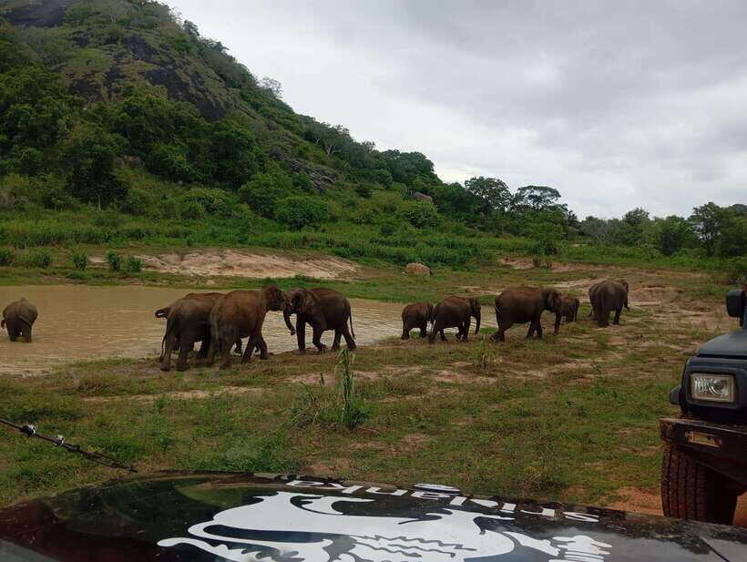 Minneriya National Park: Half-Day Safari Morning or Evening - Practical Details and Tips