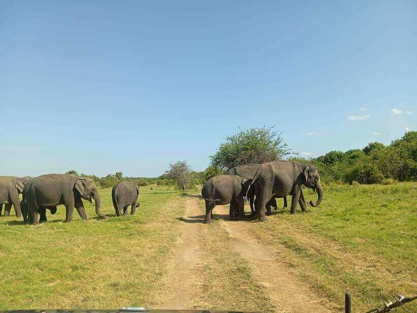 Minneriya National Park: Half-Day Safari Morning or Evening - The Itinerary in Detail