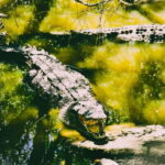 Minneriya National Park: Private 4X4 Safari From Trincomale - What to Expect on Your Minneriya Safari