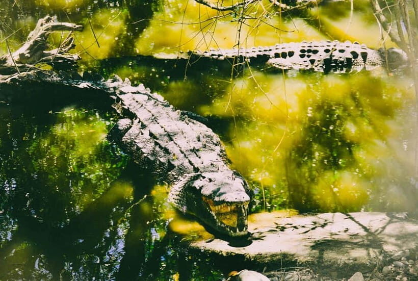 Minneriya National Park: Private 4X4 Safari From Trincomale - What to Expect on Your Minneriya Safari