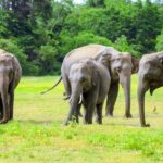 Minneriya National Park: Private Jeep Safari - All Inclusive - What to Expect from This Safari