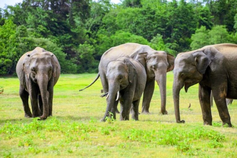 Minneriya National Park: Private Jeep Safari - All Inclusive - What to Expect from This Safari