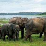 Minneriya National Park Private Jeep Safari with Elephant Viewing - Final Thoughts: Is It Worth It?