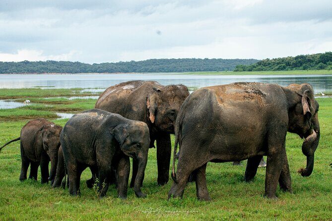 Minneriya National Park Private Jeep Safari with Elephant Viewing - Final Thoughts: Is It Worth It?