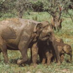 Minneriya National Park Private Luxury Elephant Safari - The Essence of the Minneriya Elephant Safari