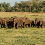 Minneriya National Park Private Safari - Detailed Breakdown of the Itinerary and Experience