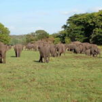 Minneriya National Park Safari - The Practical Details