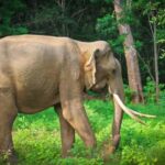 Minneriya National Park Safari: Elephants, Birds & Wildlife - Who Should Consider This Tour?