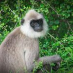 Minneriya National Park Safari: Elephants, Birds & Wildlife - The Practical Side: Logistics and Value