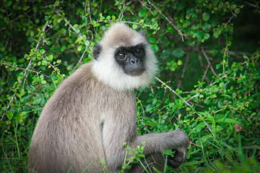 Minneriya National Park Safari: Elephants, Birds & Wildlife - The Practical Side: Logistics and Value