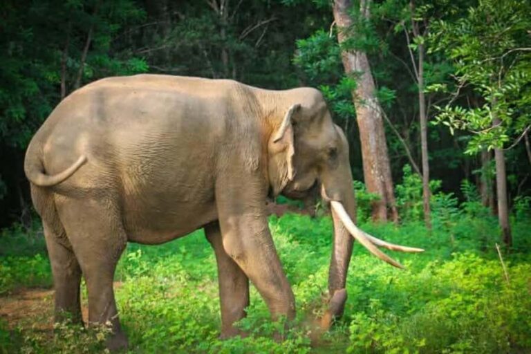 Minneriya National Park Safari: Elephants, Birds & Wildlife - Who Should Consider This Tour?