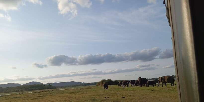 Minneriya National Park Safari - Entrance Fee Included - What to Expect from Your Minneriya Safari Adventure