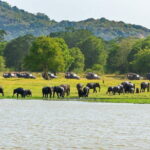 Minneriya National Park Safari from Habarana - Why This Safari Offers Real Value