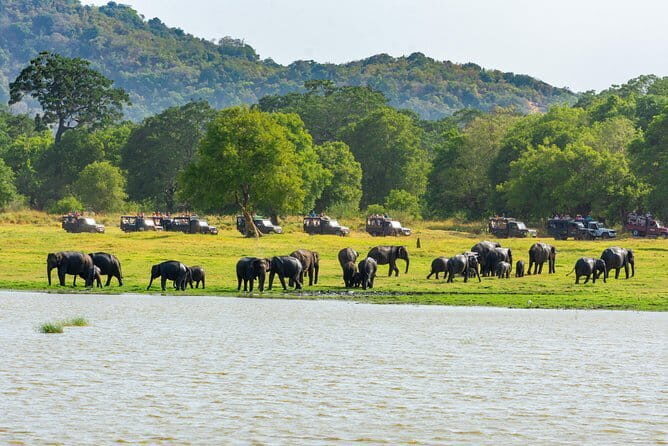 Minneriya National Park Safari from Habarana - Why This Safari Offers Real Value