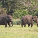 Minneriya National Park Safari from Polonnaruwa - Who This Tour Is Perfect For