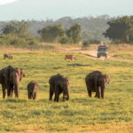 Minneriya National Park Safari from Sigiriya (Private Group) - Is This Tour Worth It? Analyzing the Value