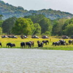 Minneriya National Park Safari from Sigiriya (Private Group) - Is This Tour Right for You?