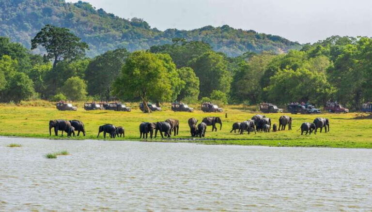 Minneriya National Park Safari from Sigiriya (Private Group) - Is This Tour Right for You?