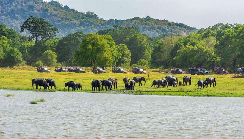 Minneriya National Park Safari from Sigiriya (Private Group) - Is This Tour Right for You?