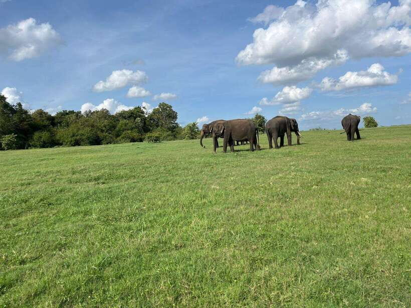 Minneriya National Park : Safari Jeep with Tickets - The Logistics: How Well Is It Organized?