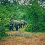 Minneriya National Park Safari | Jeep with Tickets - Who Should Consider This Tour?
