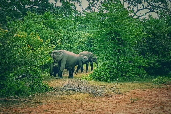 Minneriya National Park Safari | Jeep with Tickets - Who Should Consider This Tour?