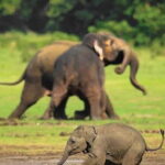 Minneriya National Park Safari [private , full package] - The Itinerary in Detail