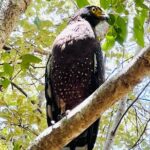 Minneriya National Park Shared 4WD Adventure - The Experience’s Practical Aspects