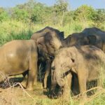 Minneriya National Park Shared 4WD Adventure - Transportation and Comfort