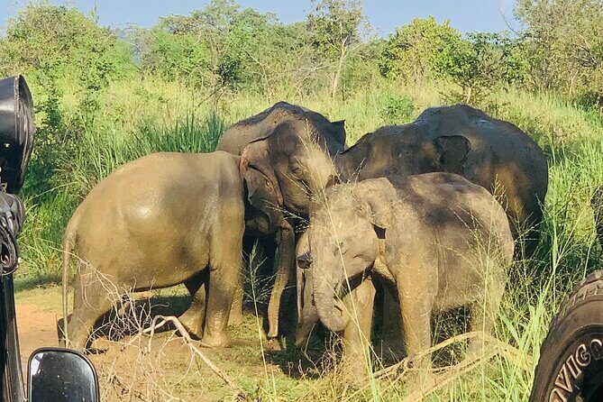 Minneriya National Park Shared 4WD Adventure - Transportation and Comfort
